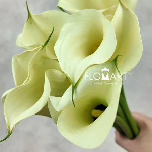 Calla Snowstar