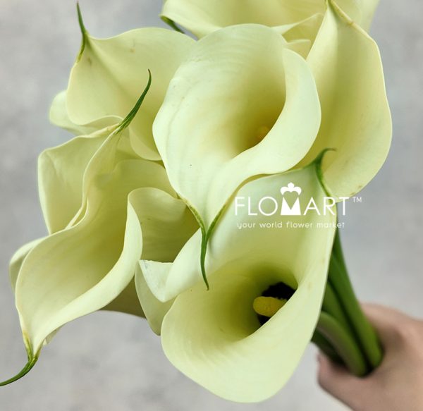 Calla Snowstar