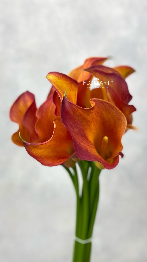 Calla Sunset Passion