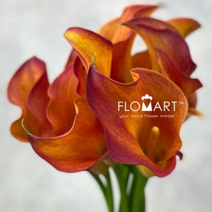 Calla Sunset Passion