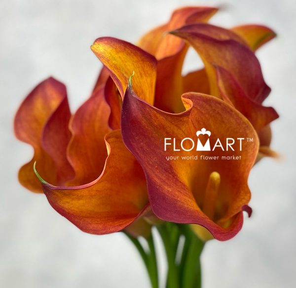 Calla Sunset Passion