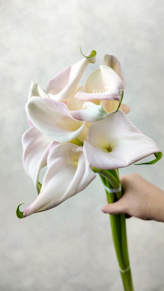 Calla Sweet Art