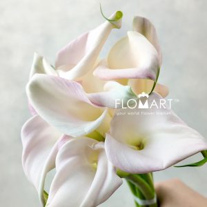 Calla Sweet Art