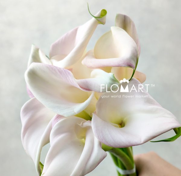 Calla Sweet Art