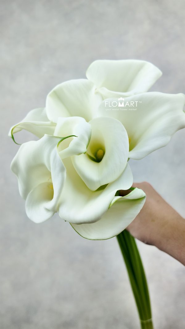 Calla White Art