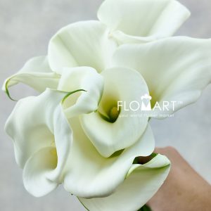 Calla White Art