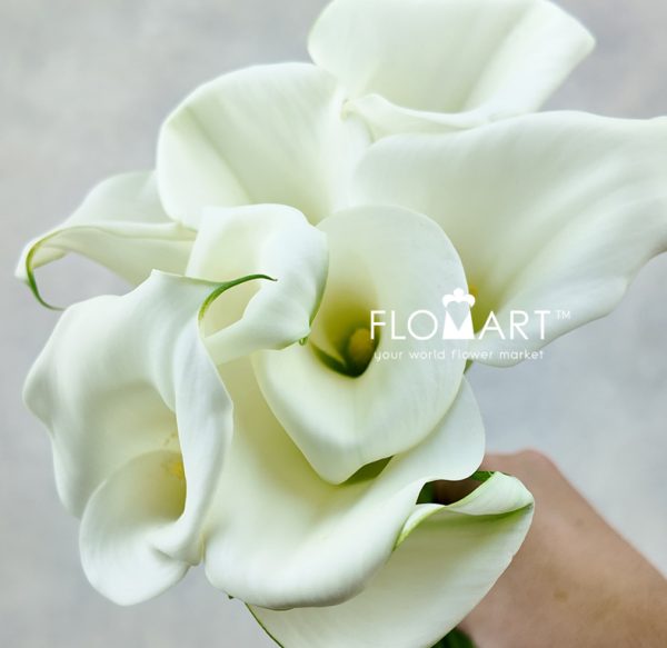 Calla White Art