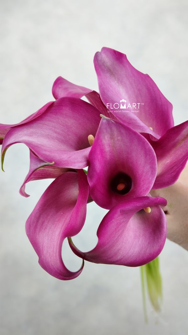 Calla Zazu Calla Zazu