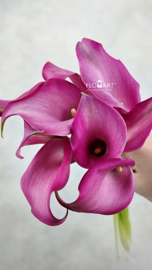 Calla Zazu