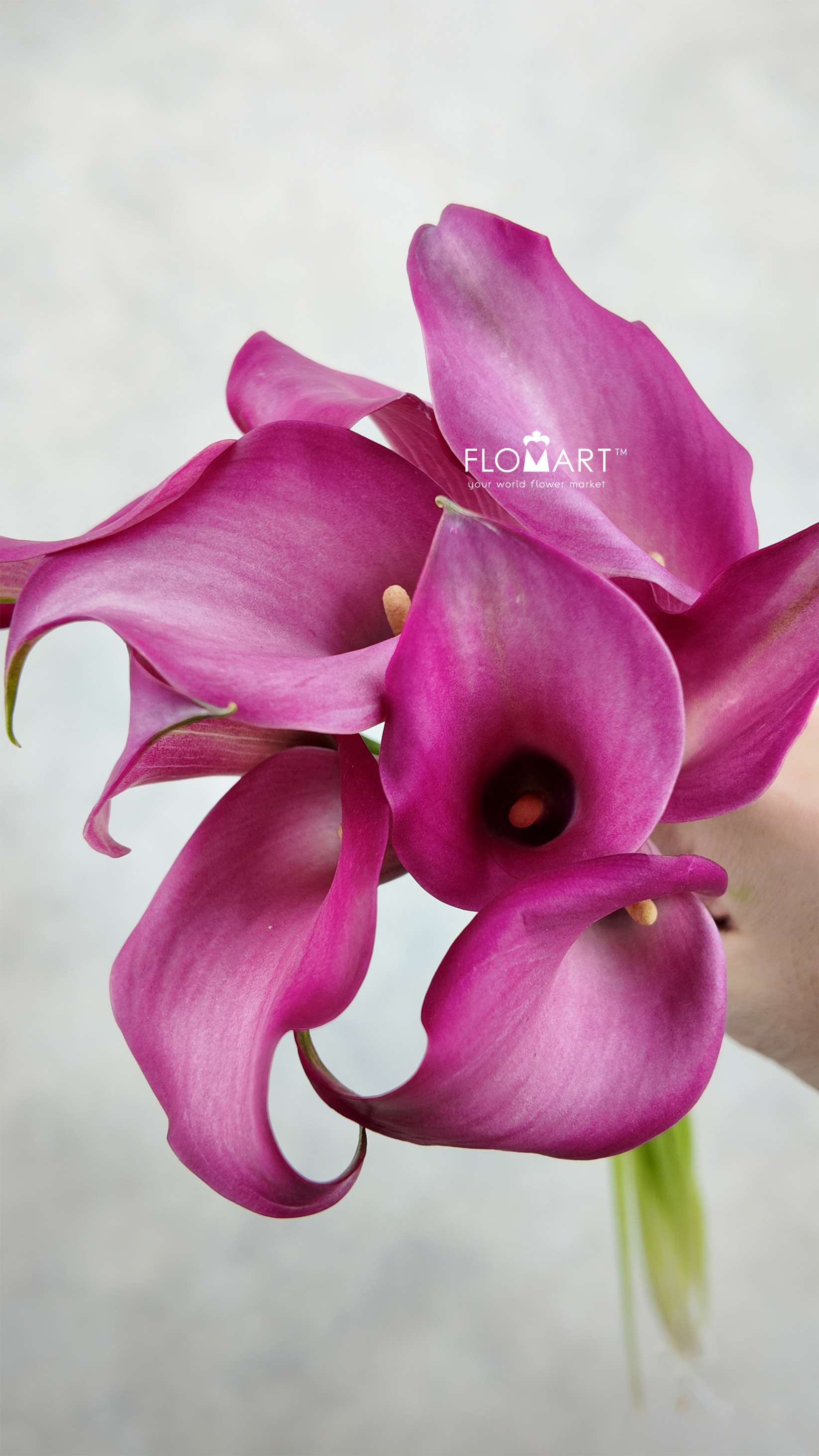 Calla Zazu - Image 1