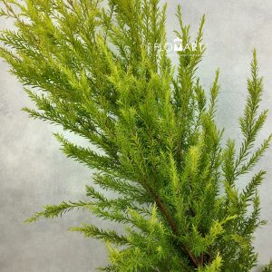Callistemom Hybridus Green