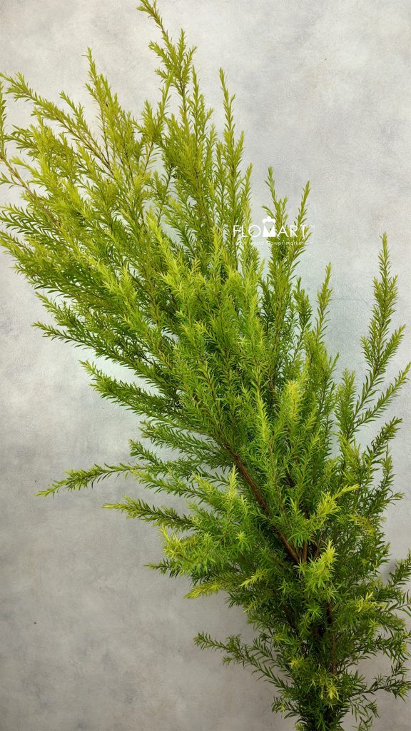 Callistemom Hybridus Green