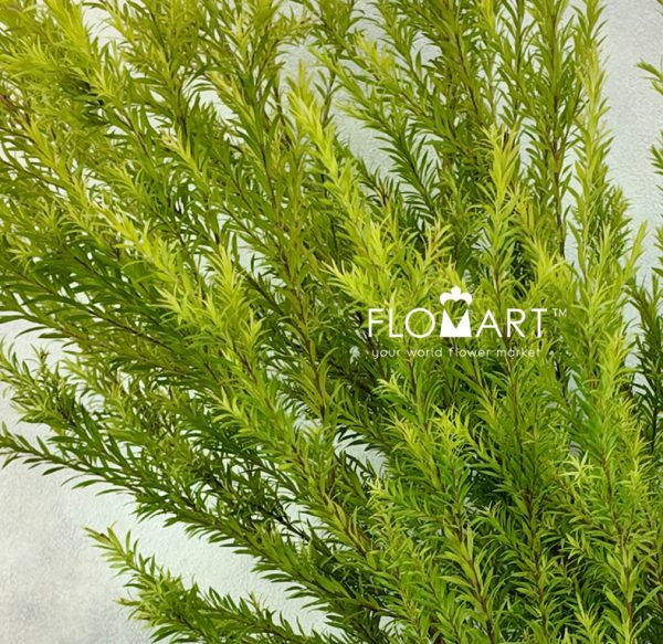 Callistemom Hybridus Green