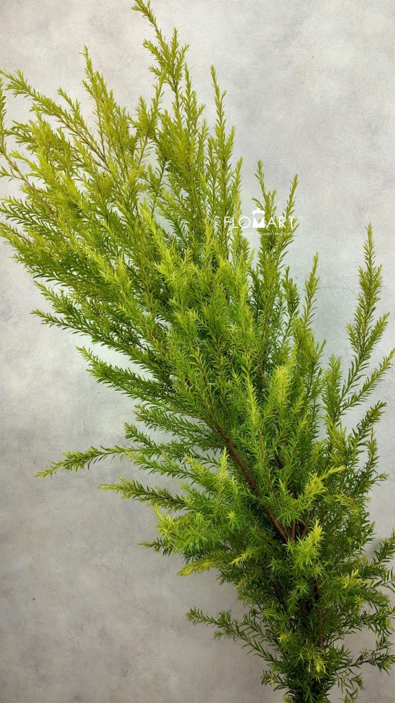 Callistemon Hybridus Green