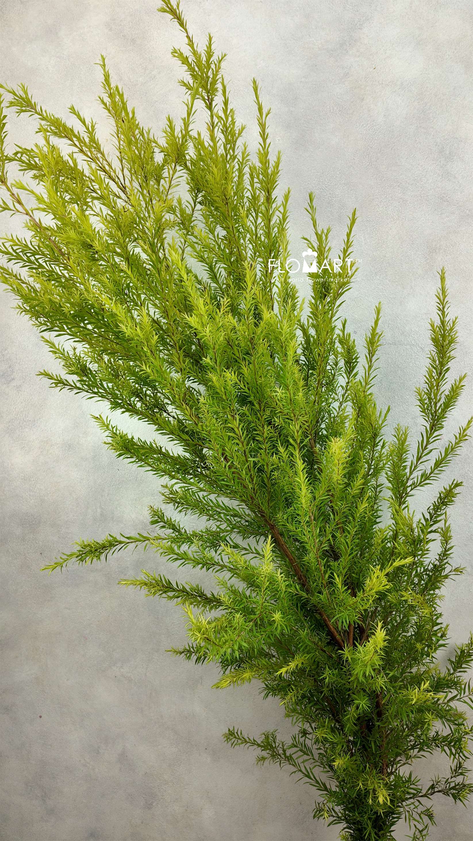 Callistemon Hybridus Green - Image 1