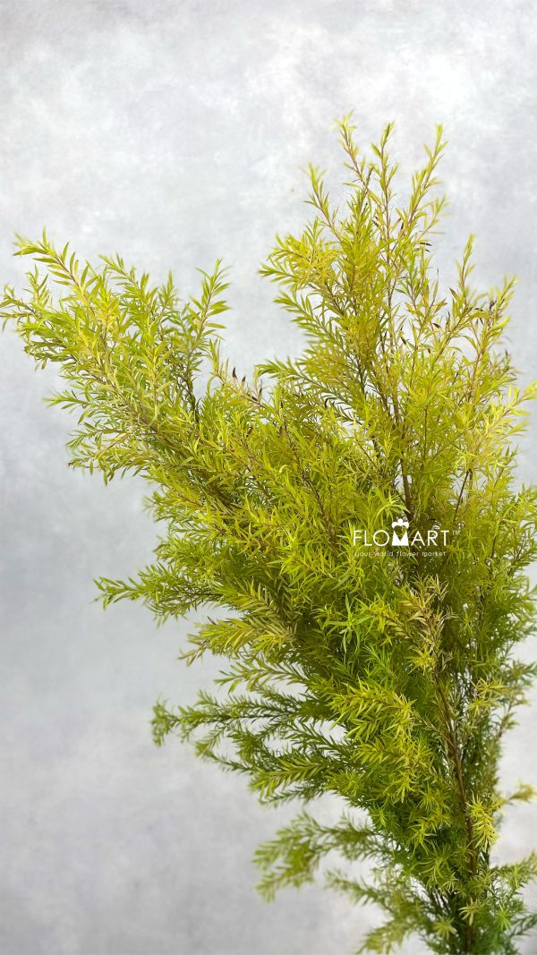 Callistemon Hybridus Yellow