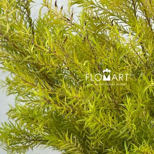 Callistemon Hybridus Yellow