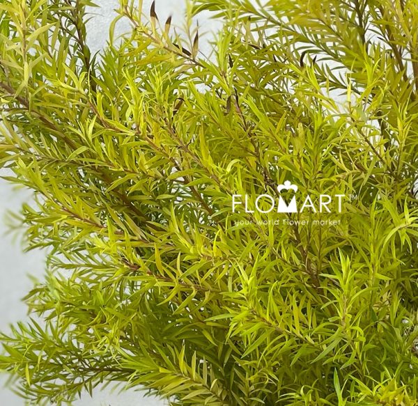 Callistemon Hybridus Yellow