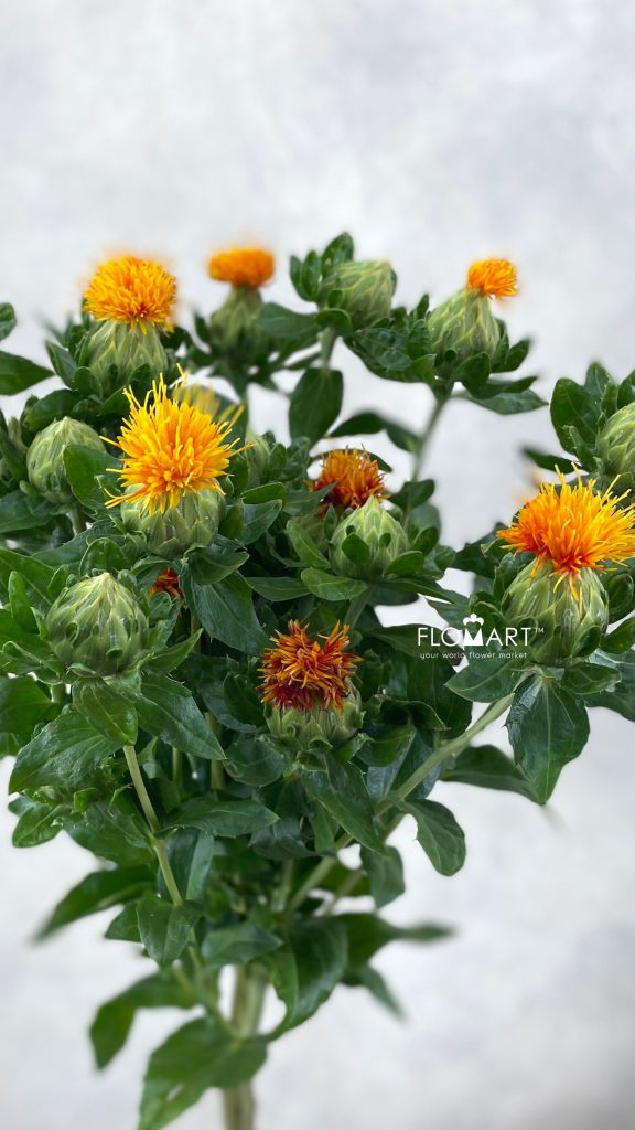 Carthamus Orange