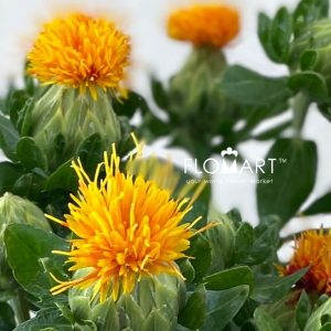 Carthamus Orange