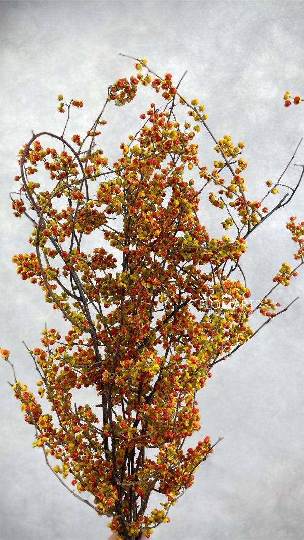 Celastrus Orbiculatus