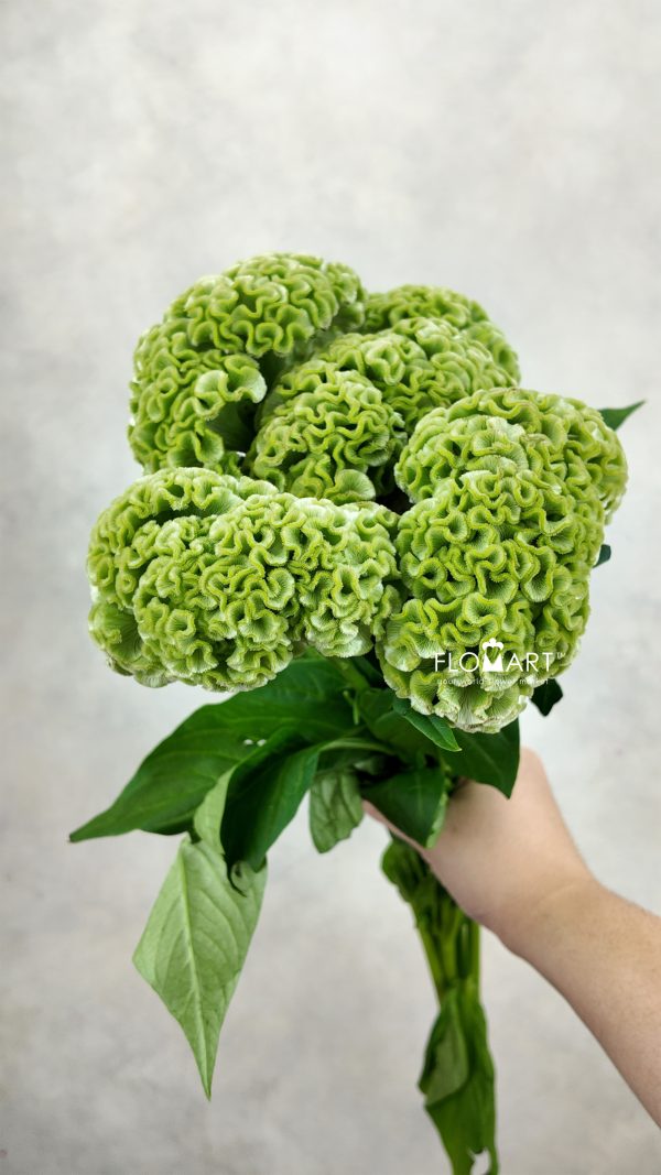 Celosia Act Verda Green