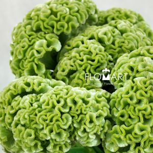 Celosia Act Verda Green