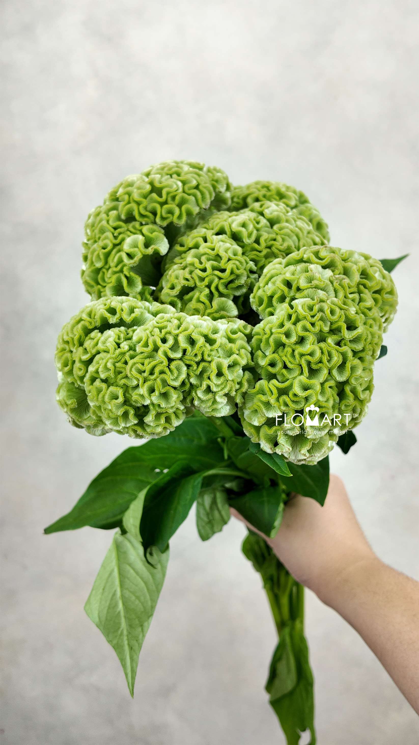 Celosia Act Verda Green - Image 1
