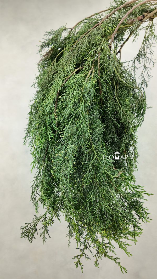 Cemara Balon Cemara Balon