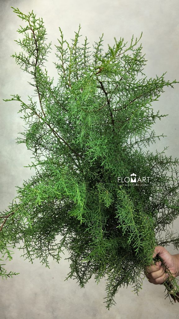 Cemara Wangi