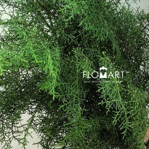 Cemara Wangi