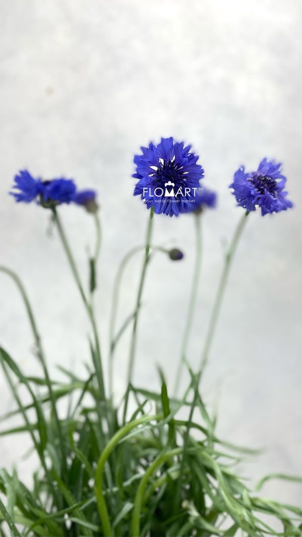 Centaurea Cyanus