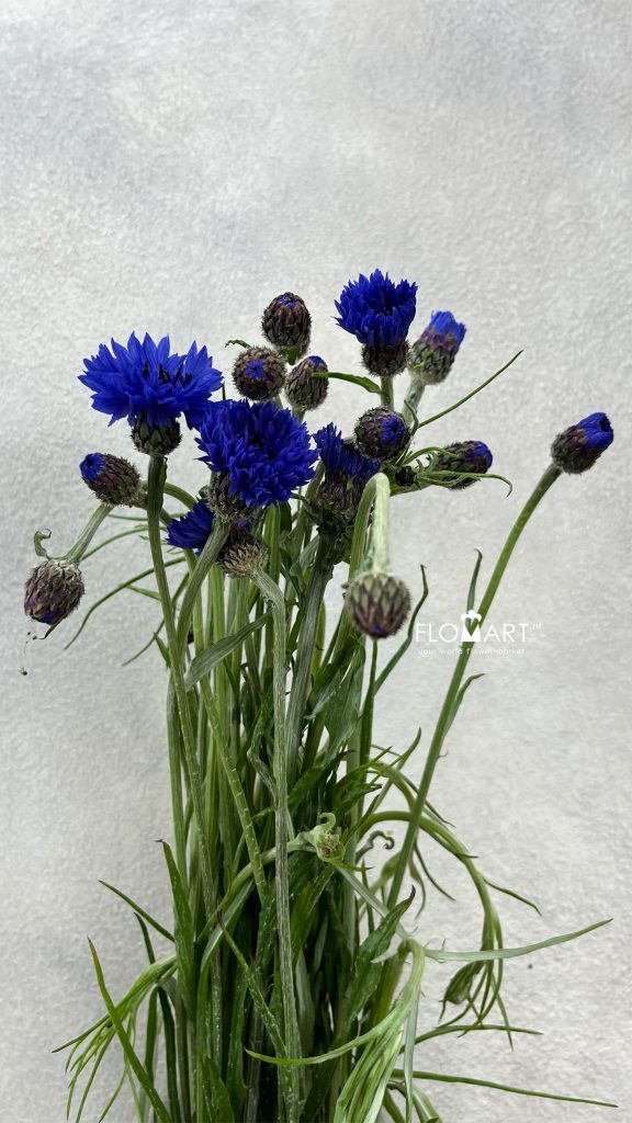 Centaurea Cyanus Blue