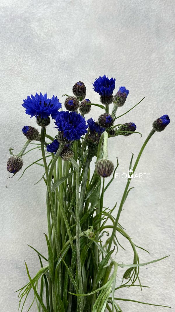 Centaurea Cyanus Blue