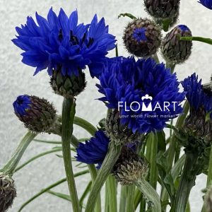 Centaurea Cyanus Blue