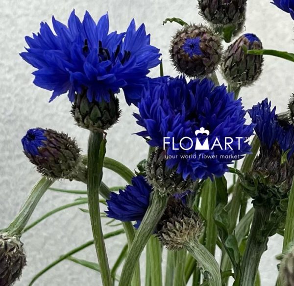 Centaurea Cyanus Blue