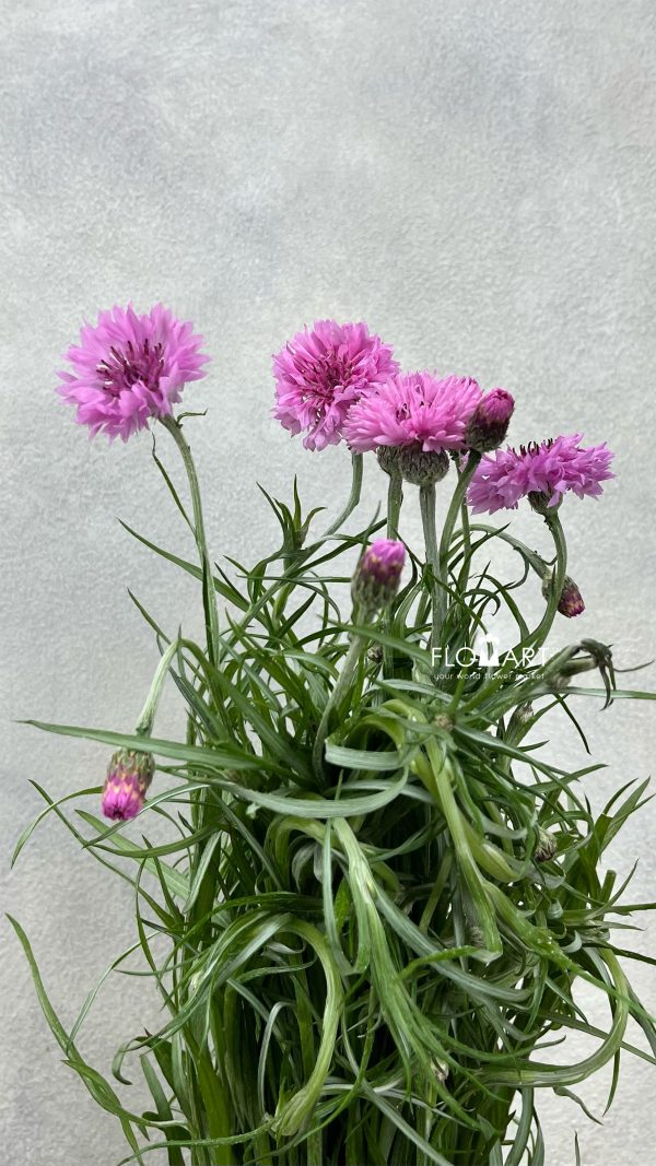 Centaurea Cyanus Pink