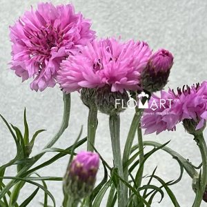 Centaurea Cyanus Pink