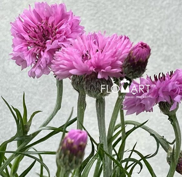 Centaurea Cyanus Pink