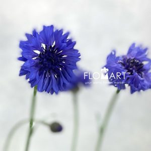 Centaurea Cyanus