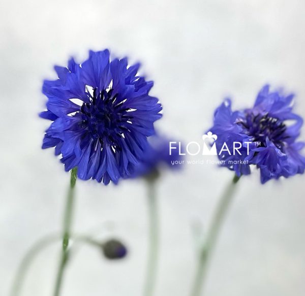 Centaurea Cyanus