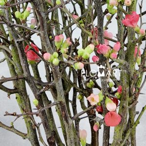 Chaenomeles Superba