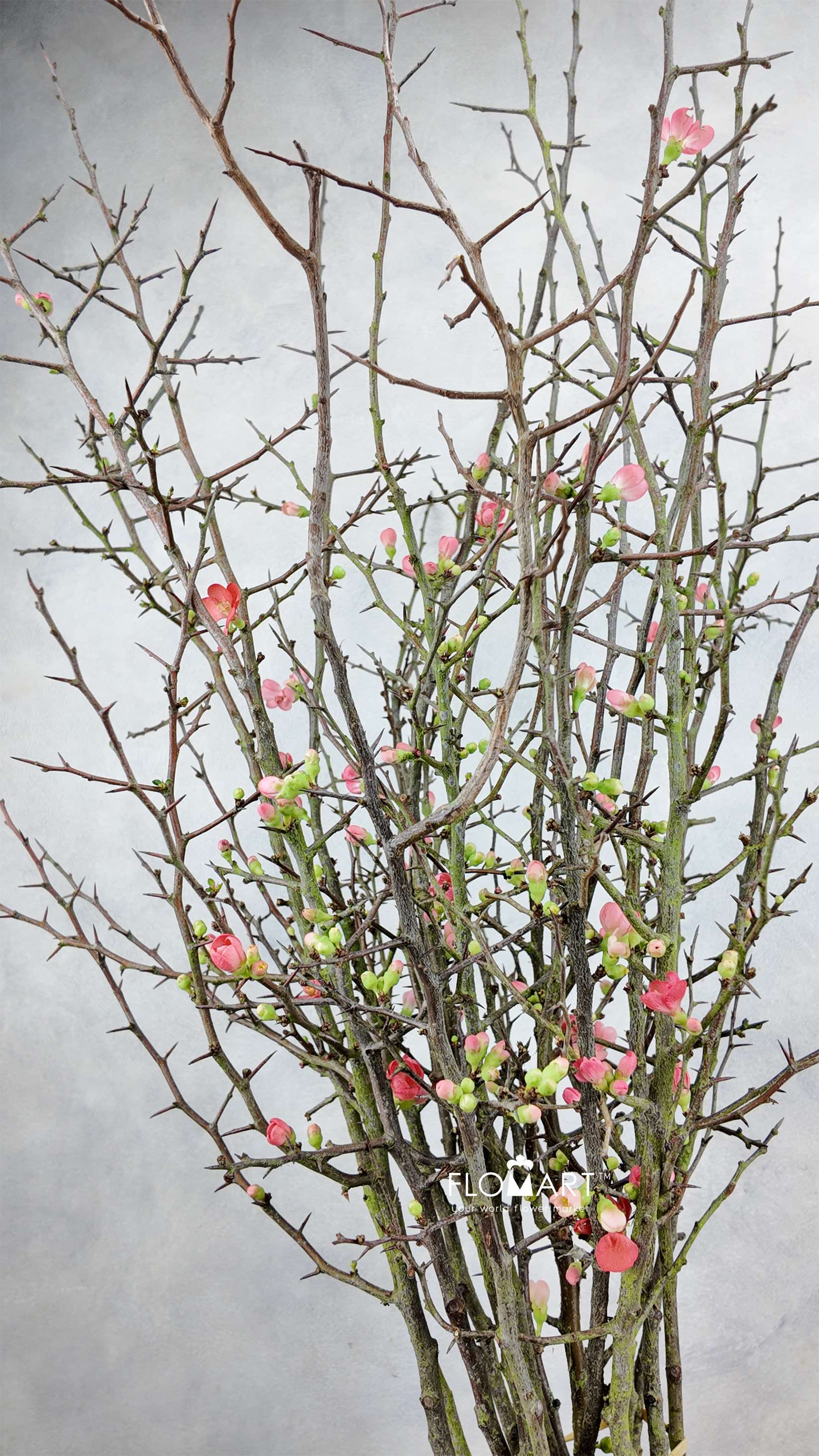 Chaenomeles Superba - Image 1