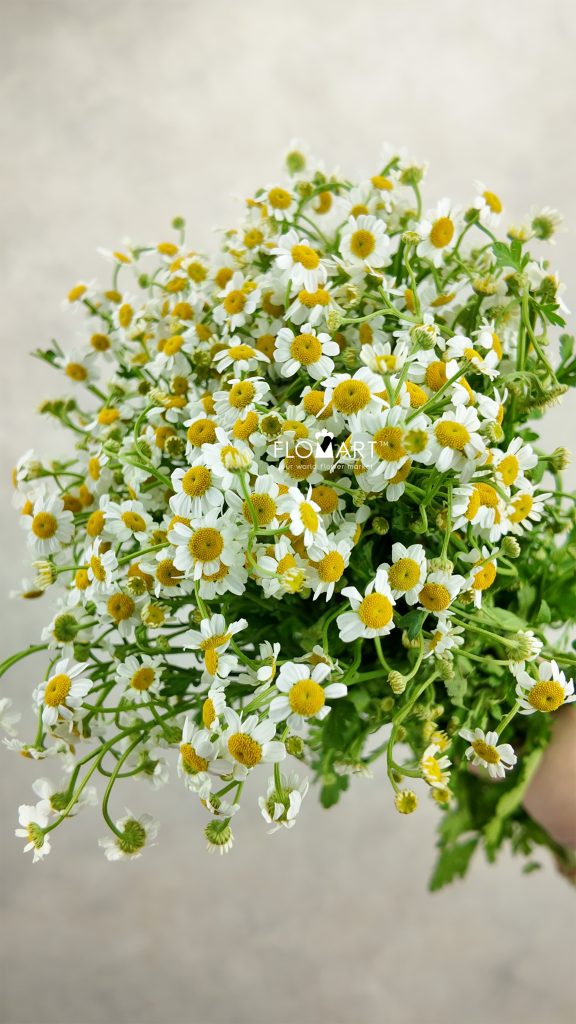 Chamomile