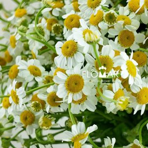 Chamomile