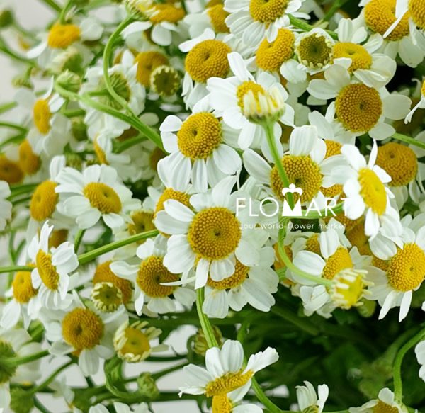 Chamomile