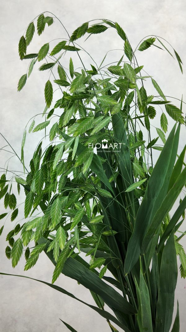 Chasmantium Latifolium Chasmantium Latifolium