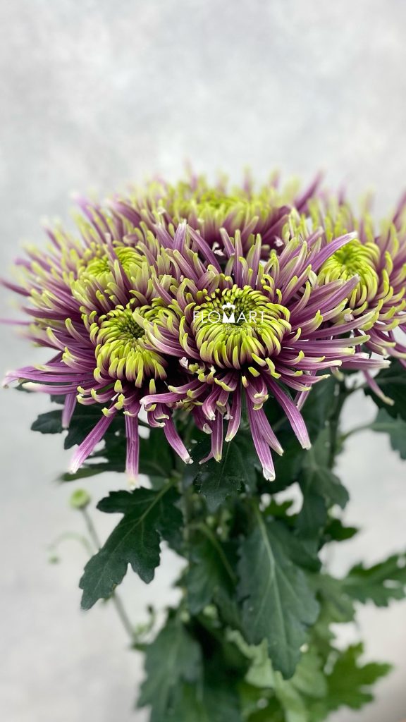 Chrysant G Baltazhar