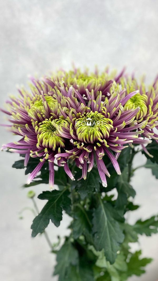 Chrysant G Baltazhar