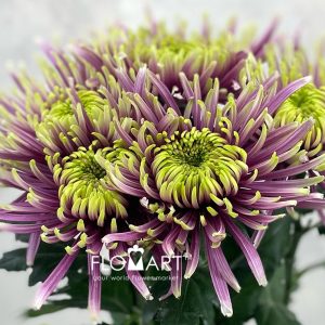 Chrysant G Baltazhar
